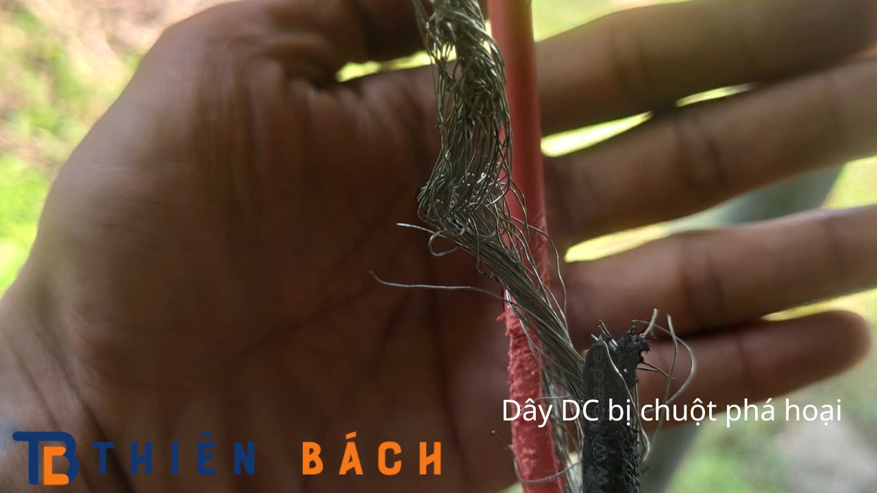 day-dc-bi-chuot-pha-hoai-chuot-can